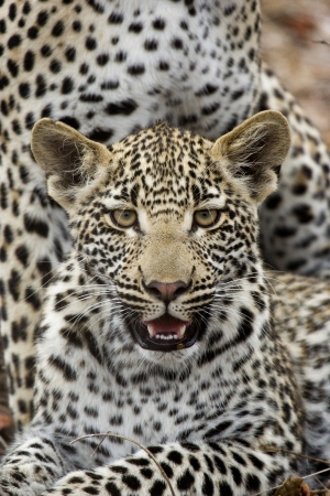 Leopard cub framed by motherの写真素材