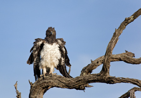 Martial Eagle, Polemaetus bellicosus, Kruger National Parkの写真素材