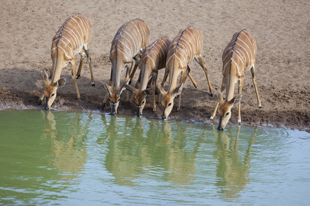Nyala antelope drinking waterの写真素材