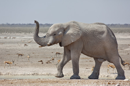 Elephant visiting waterholeの写真素材