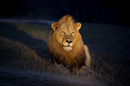 Male Lion in spotlightの写真素材