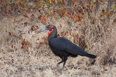 Southern Ground Hornbill in winter Mopane veldの写真素材