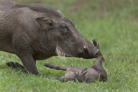 Warthog sow nuzzling youngの写真素材