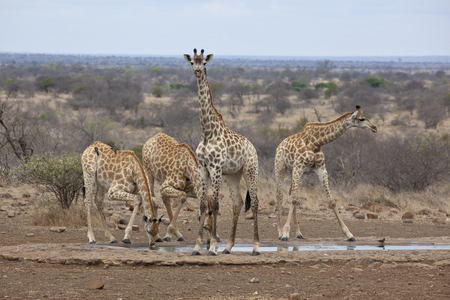 Southern Giraffe drinking at a waterholeの写真素材