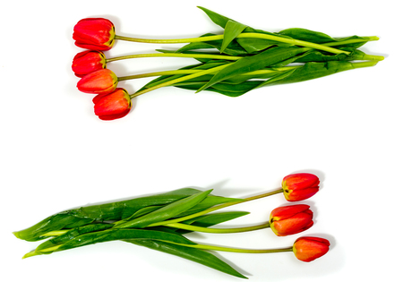 Top view of flowers tulips on a white background. Background for postcards.の写真素材