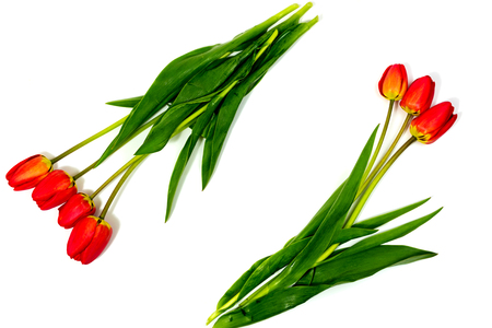 Top view of flowers tulips on a white background. Background for postcards.の写真素材