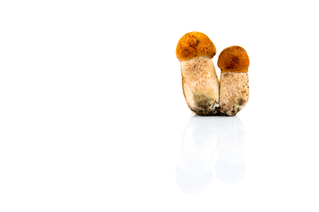 Boletus mushroom isolated on a white background.の写真素材