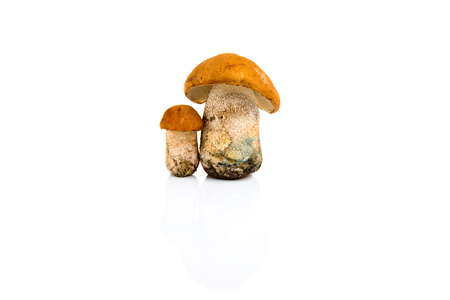 Boletus mushroom isolated on a white background.の写真素材