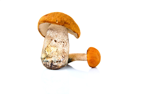 Boletus mushroom isolated on a white background.の写真素材