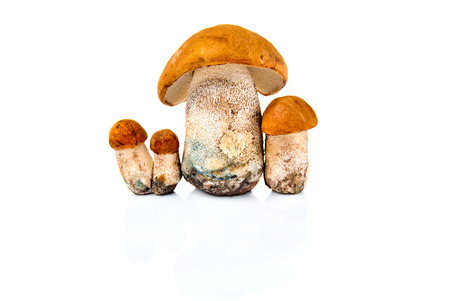 Group of boletus mushroom isolated on a white background.の写真素材