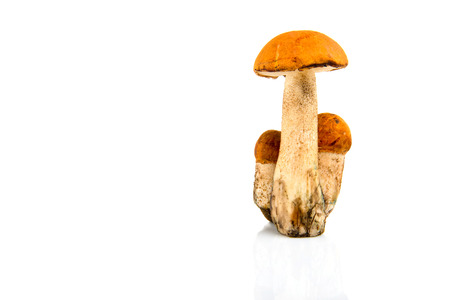 Boletus mushroom isolated on a white background.の写真素材