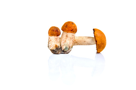 Boletus mushroom isolated on a white background.の写真素材