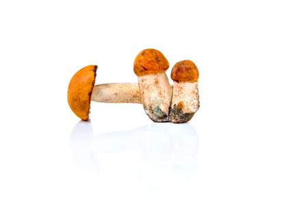 Boletus mushroom isolated on a white background.の写真素材
