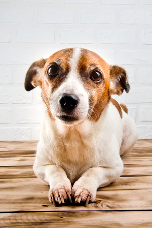 A cute dog resting on a wooden surface. White background.の写真素材