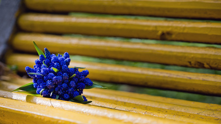 Bouquet of blue muscari flowers. Mothers day.の写真素材