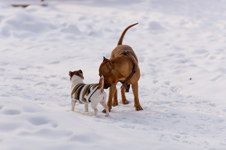 Dogs of the breed Staffordshire Terrier and Jack Russell Terrier playing in the snow.の写真素材