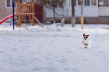 Dog breed Jack Russell Terrier runs through the snow.の写真素材
