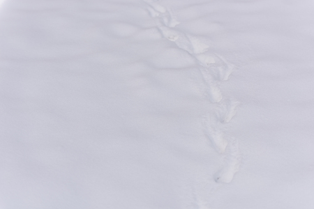 Traces of the beast on white snow in the forest.の写真素材