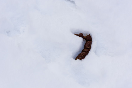 Dog feces on the white snow.の写真素材