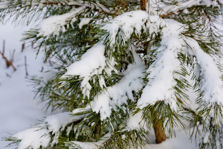 The branches of the pine are covered with white snow.の写真素材