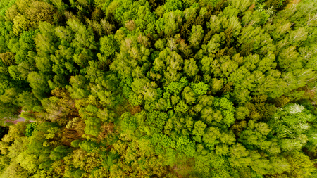 Top view of spring forest. Aerial view.