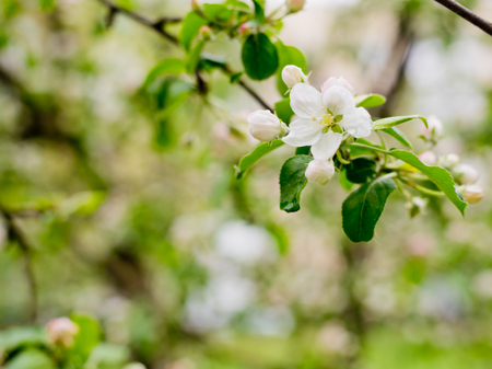 Branch with the flowers of the apple tree.の写真素材