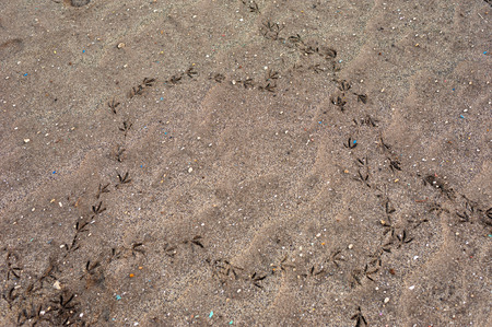 A trace of the birds on the sand. Selective focus. Tenerife island.