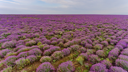 Lavender field aerial view.の写真素材