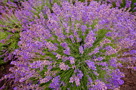 A bush of lavender close-up. Selective focus.の写真素材