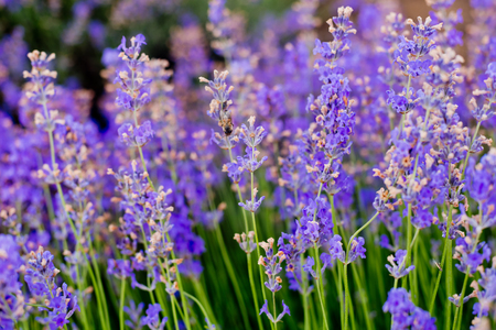Soft focus flowers, beautiful lavender flowers blooming.の写真素材
