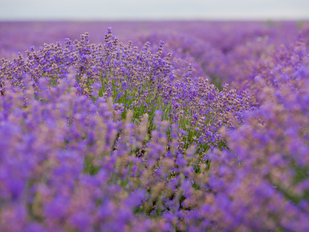 Soft focus flowers, beautiful lavender flowers blooming.の写真素材
