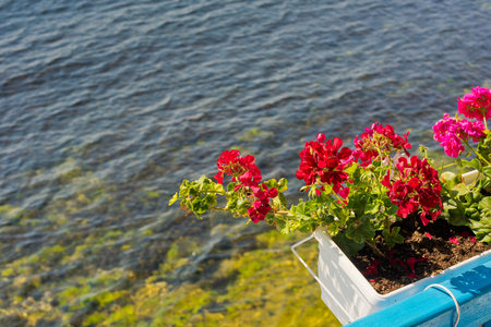 Geranium in a pot against the background of the sea.の写真素材