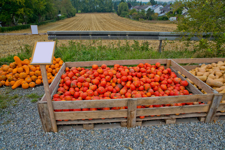 Variety of pumpkins at the market place.の写真素材