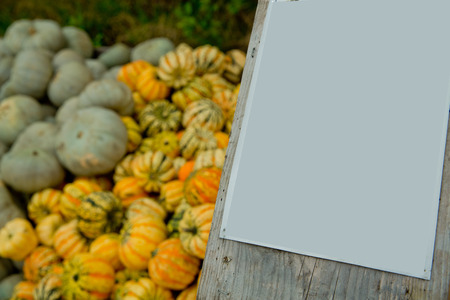 Tiger mini pumpkins in the market place.の写真素材
