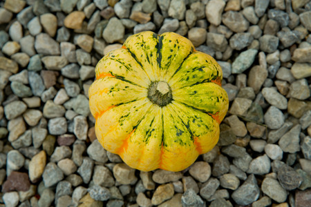 Tiger mini pumpkin on the rubble. Close-up.の写真素材
