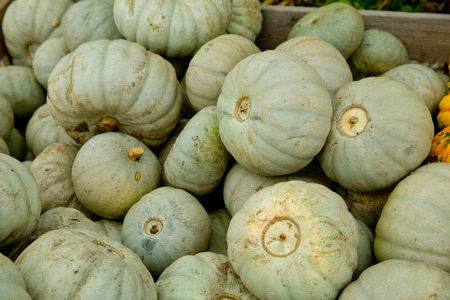 Fall green pumpkins background.の写真素材
