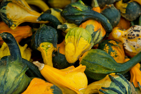 A variety of colored decorative pumpkins at the market place. Background close-up.の写真素材