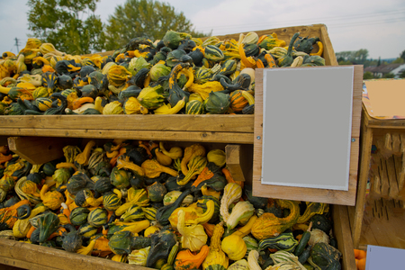 A variety of colored decorative pumpkins at the market place.の写真素材