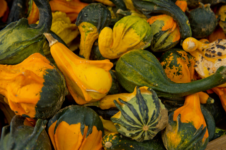 A variety of colored decorative pumpkins at the market place. Background close-up.の写真素材