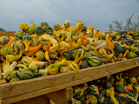 A variety of colored decorative pumpkins at the market place.の写真素材