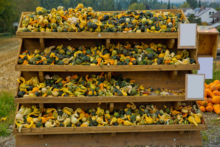 A variety of colored decorative pumpkins at the market place.の写真素材