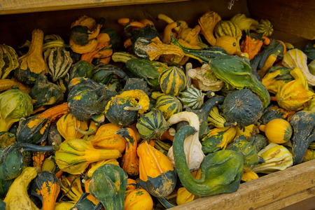 A variety of colored decorative pumpkins at the market place. Close-up.の写真素材