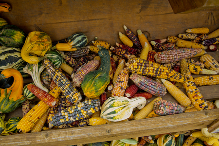 A variety of colored decorative indian corn at the market place.の写真素材