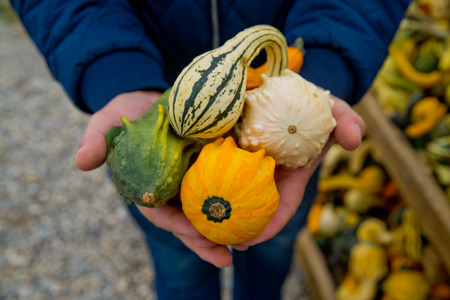 Man holds in his hands variety of colored decorative pumpkins. Close-up.の写真素材