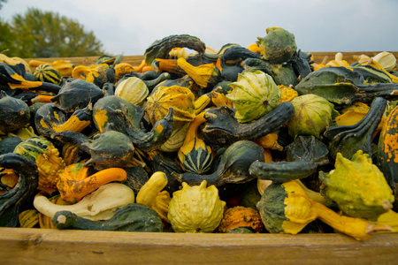 A variety of colored decorative pumpkins at the market place. Close-up.の写真素材