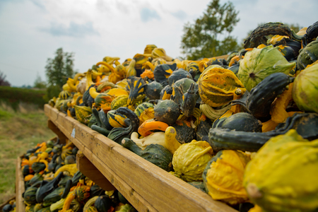 A variety of colored decorative pumpkins at the market place. Close-up.の写真素材