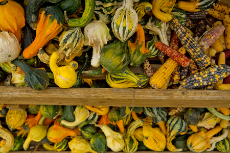 A variety of colored decorative pumpkins at the market place. Close-up.の写真素材
