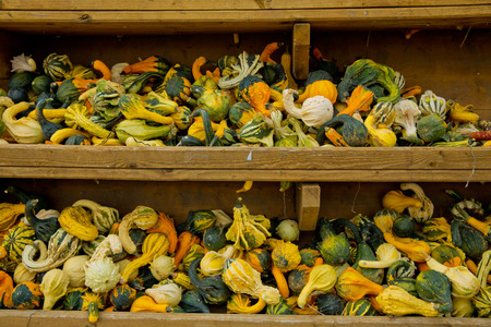 A variety of colored decorative pumpkins at the market place.の写真素材