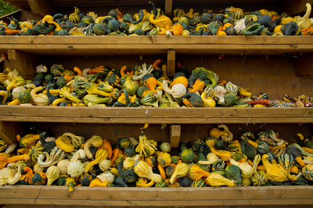 A variety of colored decorative pumpkins at the market place.の写真素材