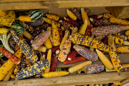 A variety of colored decorative indian corn at the market place.の写真素材